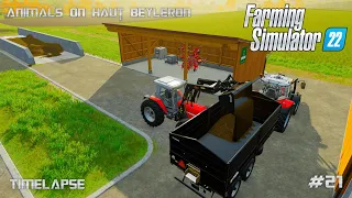 FS22| Sell ​​silage with Massey Ferguson | Animals on Haut Beyleron| #21