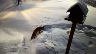 Fox hunting mouse in snow