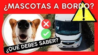¿Cómo vivir y viajar con mascota en autocaravana o furgoneta camper?