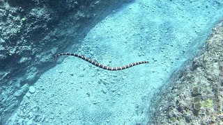 Sea Snakes of the South Pacific