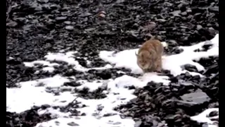 Lynx hunting mountain goats 🐐 in Chitral Pakistan  #Lynx #Hunting #lynuxhunting #Youtube #viral