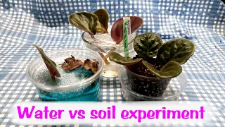 African violet leaves in water versus leaves in soil science project part 4