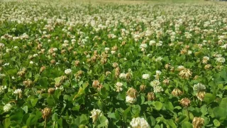 Dutch White Clover Lawns are the Bees Kneez