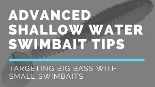 Early Post Spawn Fishing Tip: How to Catch Bass in Shallow Water with a Small Swimbait