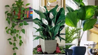 6 PLANTS YOU NEED TO HAVE AT HOME: Luck, Prosperity, Balance and Tranquility # 2