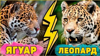 Леопард против Ягуара! Кто сильнее? Чем отличаются? Интересные факты!