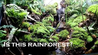 How to set up paludarium rainforest -  Bể bán cạn suối và rừng