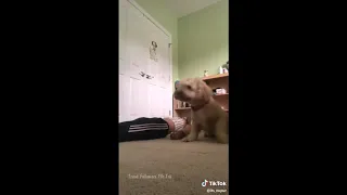 Dogs Cats React When Their Owner Playing Dead