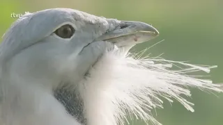 El Gran Río Volga  |  El más largo de Europa con 3645 km ｜ Documental de Animales