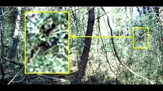 Sasquatch Awareness Project - Dogman Part 2