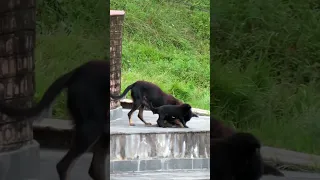 Mom Dog Playing With Her Puppies #momdog #playingwithpuppies #shorts