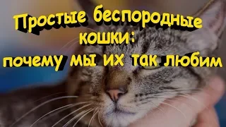 Простые беспородные кошки Почему мы их так любим  Simple pedigree cats