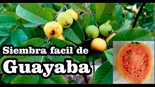 Guayaba (Psidium guajava) Sembrando en casa