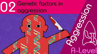 Genetic Explanations  - Aggression [AQA ALevel Psychology]