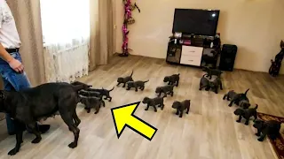 The dog gave birth to 15 puppies! The vet took a closer look at them and screamed at what he saw!