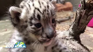 Baby snow leopards play on public display at Cleveland Metroparks Zoo