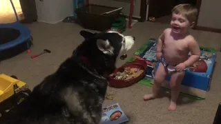 Baby talks with a husky and enjoys