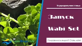 Флорариум своими руками за 15 мин. (пошаговая инструкция)