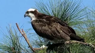 Video For Cats - Osprey Up Close
