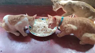 Cute kitty cat eating rice 🍚🌾🍚🌾🌾