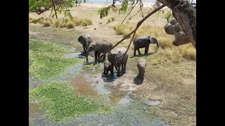 Elephants in the Wild: Mana Pools