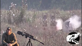 Blowing Up Fall Coyotes - Coyote Hunting