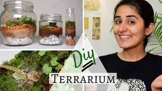 How to Make a Terrarium for Free 💚