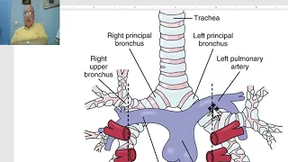 Anatomy CVS Module in Arabic 18 ( Pulmonary trunk) ,  by Dr, Wahdan