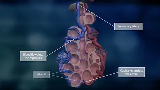 Дыхательная система (мой перевод ролика)