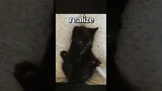 Have YOU EVER Seen a CAT do THIS 🤣 | Wholesome Moments