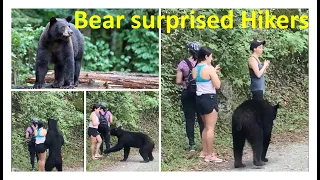 Black bear surprised Hikers