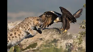 The most amazing eagle attacks on people and animals caught on camera