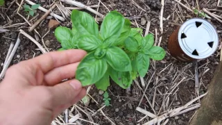 Urine vs MiracleGro: Which is a Better Fertilizer?