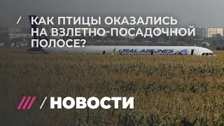 Что случилось с самолетом? Объясняет авиаорнитолог