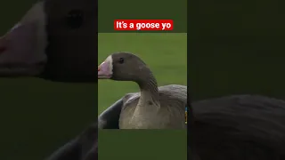 A duck/goose flys onto the field during Los Angeles Dodgers vs San Diego Padres