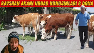 Simmental Hunojinlar Zo'rlari Keldi 🏃☎️+998 91 125 29 77