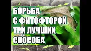 Три лучших способа борьбы с фитофторой / Профилактика фитофтороза