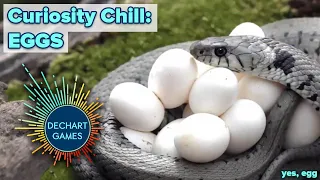 Curiosity Chill: Eggs! w/ Bryan & Amelia of Dechart Games