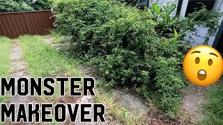 RESCUING ABANDONED GARDEN BEDS- HOMEOWNER DEFEATED BY OVERGROWTH