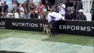 Small Dog Agility 1st Place - Incredible Dog Challenge 2015 Huntington Beach, CA