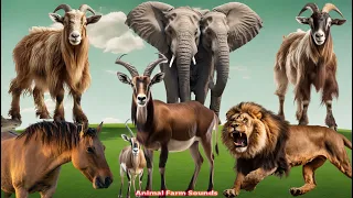 Happy Animal Moment : Antelope, Mule, Goat, Lion, Elephant - Animal moments