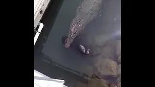 Crocodile Swims Calmly (Warning - Upsetting) || ViralHog