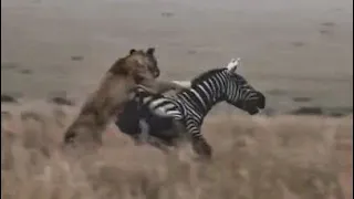 Lioness vs Zebra