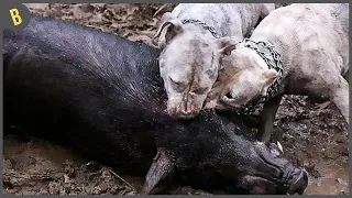 19 Momentos Increiblemente Locos De Perros Bien Dotados Cazando Animales Salvajes