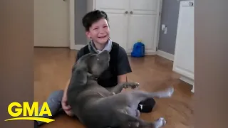 Emotional video of boy reuniting with dog missing for 2 months | GMA