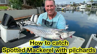 How to catch Spotted Mackerel with Pilchards.