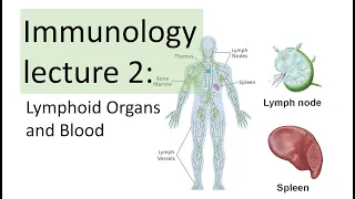 Immunology Lecture 2 | Primary and Secondary Lymphoid Organs and Blood (Hematopoiesis)