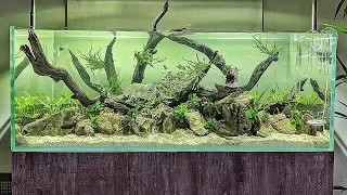 My Best Aquascape of 2018?