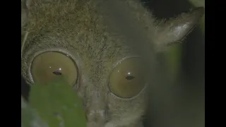 This animal has the BIGGEST eyes ever and they are called 'Tarsiers'.