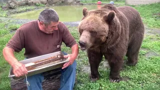 Of COURSE Leo had to get in on the honey. What self respecting Syrian brown bear would miss out?